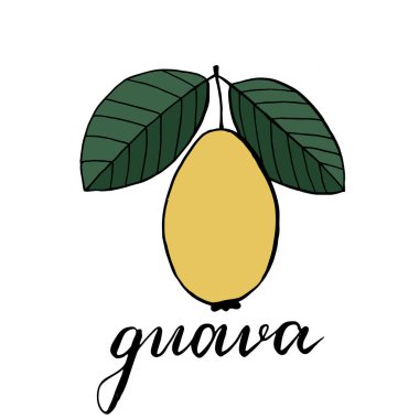 İki yeşil yapraklı Guava meyvesi. Vektör illüstrasyon, guajava meyvesi çizimi ve altındaki yazı.