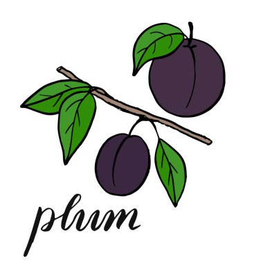 Yapraklı bir dalda erik. Yeşil yapraklı bir kuru erik çizimi. Elle çizilmiş vektör resmi. Vektör çizimi