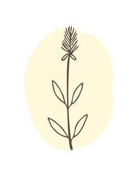 A branch of wild grass with a spike... Plant drawing. Abstract Plant Art design for print, cover, wallpaper. Vector illustration