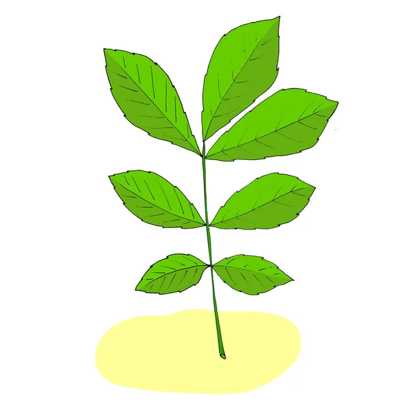 Hickory Nut Leaf Plant Drawing Modern Design Abstract Plant Art — ストックベクタ