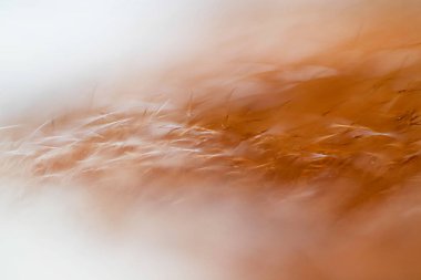 Soyut arka plan, kırmızı kedi kılı, makro. Sis ve sisin içinde kürk