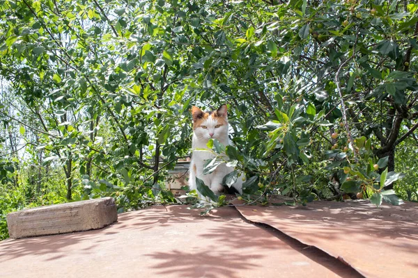 Cat Sits Rusty Iron Sheet Cherry Tree Bright Summer Sun — Photo