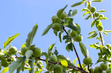 Little young green apples on a branch, against the blue sky.