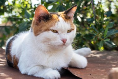The cat is lying on a rusty iron sheet under a cherry tree. The bright summer sun is shining.