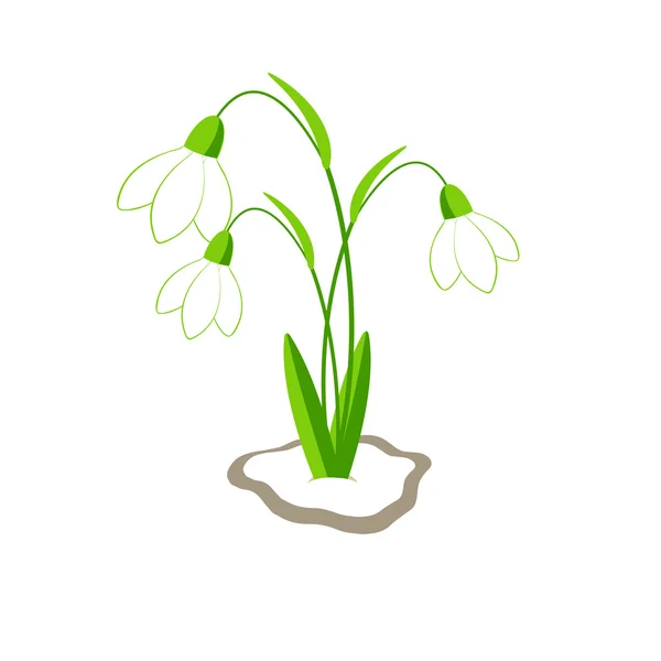 Snowdrops — Stock Vector