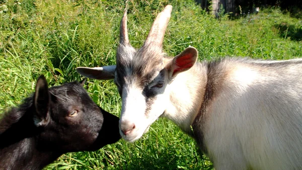 Dvě kozy na pastvině — Stock fotografie
