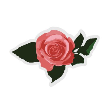 Beyaz arka plan üzerinde izole kırmızı gül. Vektör çizim