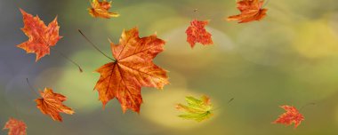 Sonbaharda düşen akçaağaç yapraklarıyla arka plan bulanıklaşır 