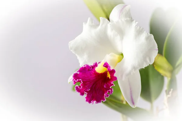 ดอกกล วยไม ขาวขนาดใหญ ปากส วงส แดงของสก Cattleya ใกล ดบนพ นหล — ภาพถ่ายสต็อก