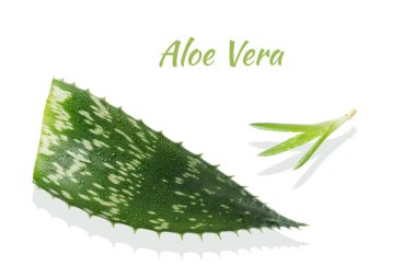 Yetişkin bir bitkinin yaprakları saf aloe vera damlaları ve beyaz arka planda metinli genç bir filiz. Sağlıklı gıda ve doğal cilt bakımı bileşeni