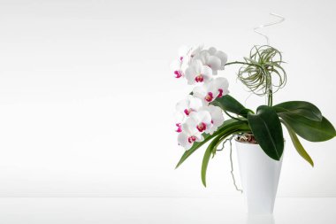 Zarif, beyaz, çiçek açan orkide penisi cam sehpanın üzerinde açık arkaplanda saksıda. Ev çiçekleri. Kopyalama alanı ile modelleme
