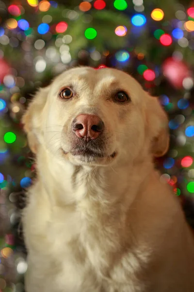 Cão Com Nariz Rosa Fundo Guirlanda Natal Desfocado Mistura Pastor — Fotografia de Stock