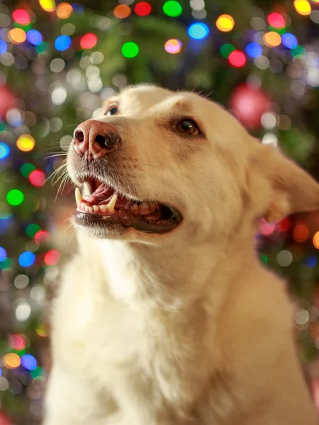 Собака Рожевим Носом Дефорованому Різдвяному Городі Німецьке Хаскі Мікс Вибіркове — стокове фото