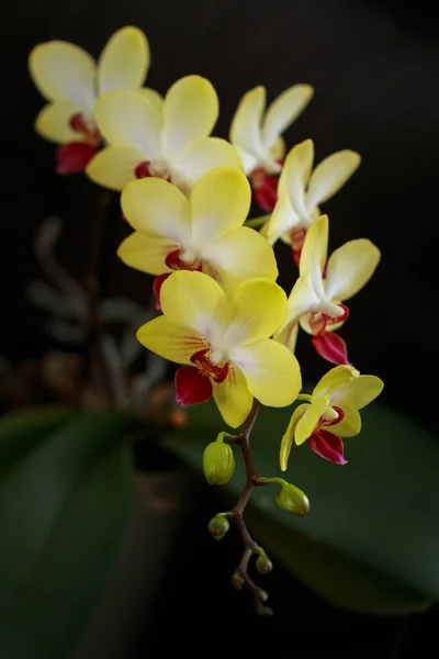 Żółta Kwitnąca Orchidea Słoneczna Rodzaju Phalaenopsis Ciemnym Tle Kwiaty Pąki — Zdjęcie stockowe