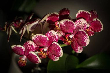 Koyu kırmızı çiçek açan orkide, kadife yapraklardan oluşan kadife bir yapısı var. Koyu arkaplanda kapağın içinde. Ev içi çiçekler.