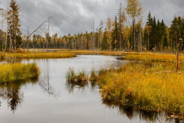 Όμορφη Marshland Φθινόπωρο Συννεφιασμένη Μέρα Βόρεια Άγρια Φύση Τοπίο Πτώση — Φωτογραφία Αρχείου