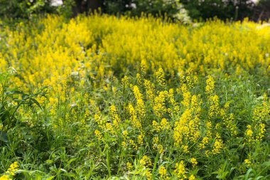 Yaz günü sarı kolza tohumu çiçek tarlası. Kapalı kanola bitkileri