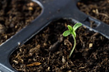 Genç yetişen tıbbi kenevir bitkisi filizlenmiş tohumlardan ya da siyah bir saksıda filizleniyor. Kenevir yetiştirme kavramı