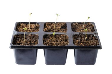 Genç büyüyen tıbbi kenevir bitkileri siyah bir saksının içinde filizlenmiş tohumlardan beyaza izole edilmiş. Kenevir ekimi kavramı