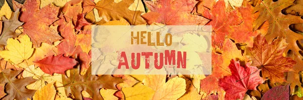Hallo Herbst Hintergrund Mit Text Auf Abgefallenen Blättern Fallbanner Mit — Stockfoto