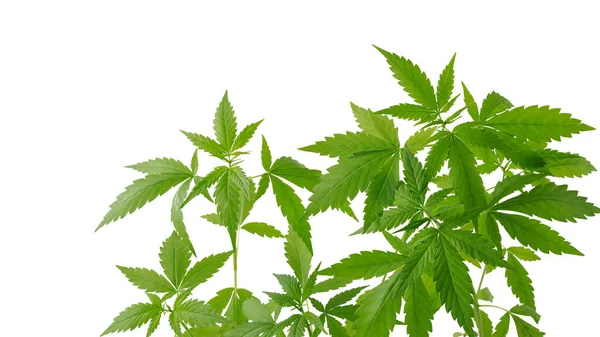 Unga Hampa Medicinska Växter Isolerade Vit Bakgrund Med Kopieringsutrymme Cannabis — Stockfoto