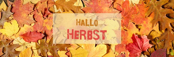 Der Deutsche Hallo Herbst Eng Hallo Herbst Hintergrund Mit Text — Stockfoto