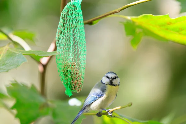 Eurasian Blue Tit Cyanistes Caeruleus Sitting Branch Sycamore Tree Bird — Stock Fotó