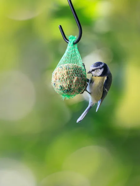 Eurasian Blue Tit Cyanistes Caeruleus Hanging Bird Food Ball Different — Foto de Stock