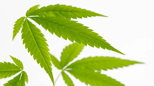 Cannabis Växt Blad Närbild Ljus Neutral Bakgrund Med Kopia Utrymme — Stockfoto