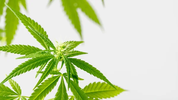 Blommande Kvinnliga Cannabis Medicinsk Växt Närbild Ljus Neutral Bakgrund Med — Stockfoto