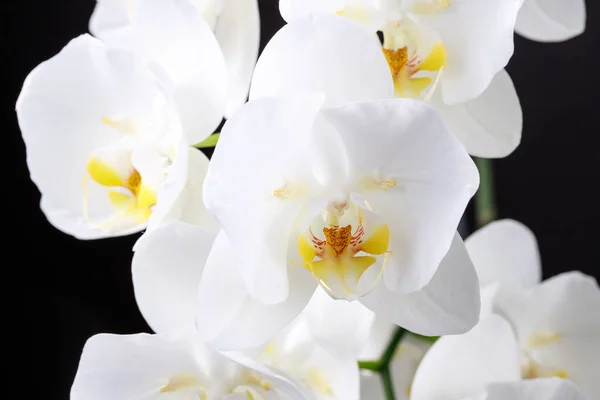 Virágzó Nagy Buja Fehér Nyíltorchidea Virág Nemzetség Phalaenopsis Különböző Sogo — Stock Fotó