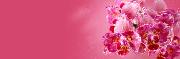 Floral banner with beautiful pink red peloric orchid flowers. Pink coral background with copy space