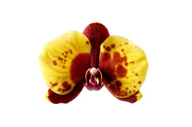 Koyu kırmızı benekli tek sarı orkide çiçeği beyaz arkaplanda izole edilmiş.
