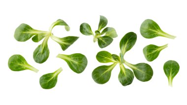 Taze mısır, tarla ya da beyaz arka planda uçuşan marul salatası yaprakları. Bitki koleksiyonu. Sağlıklı yemek..