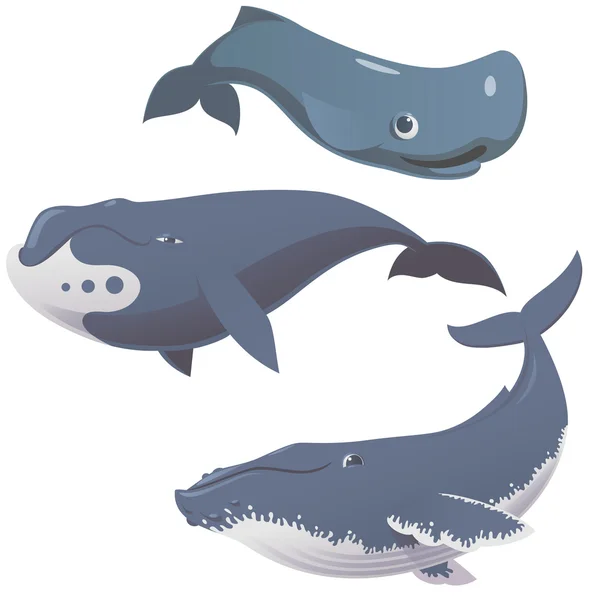 Lustige niedliche Wale Set — Stockvektor