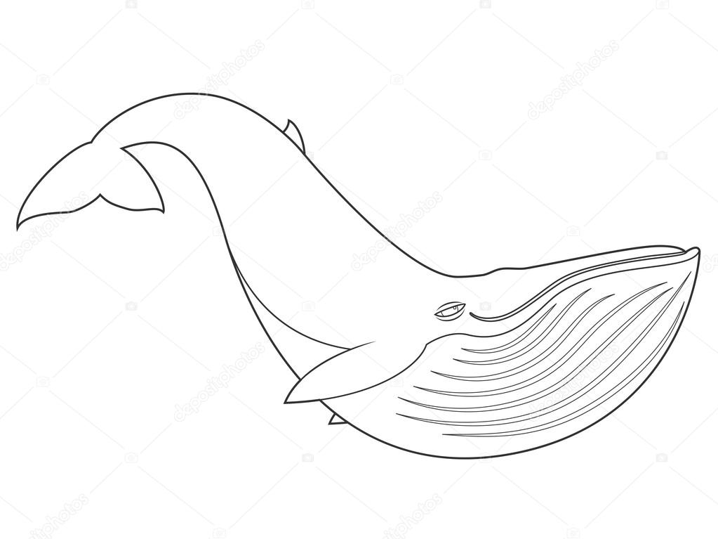 Blue whale coloring book