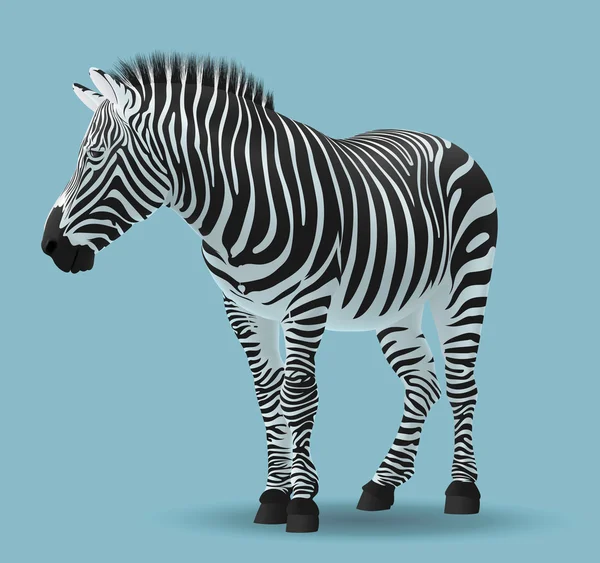 Zebra — Stockvektor