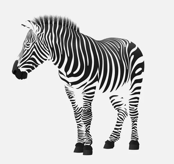 Le strisce di Zebra — Vettoriale Stock