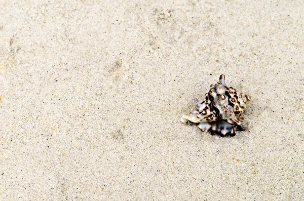 One cockleshell lies on sand — Stock Photo, Image