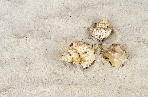 Drie cockleshells liggen op zand — Stockfoto
