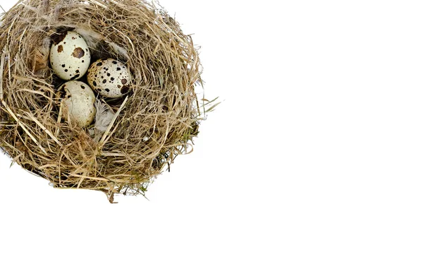 Гнездо с яйцами перепела — стоковое фото