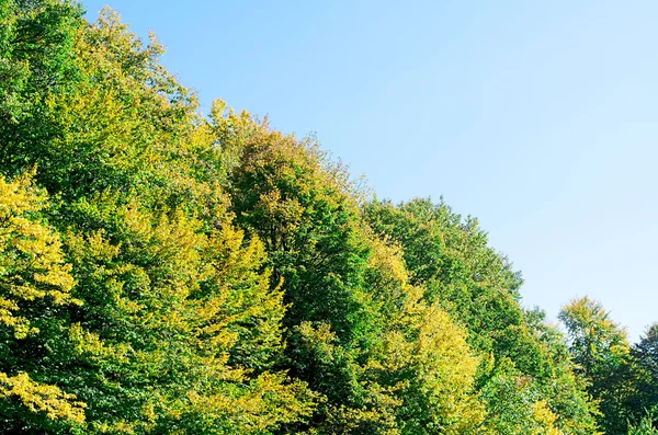 Alberi contro il cielo blu — Foto Stock