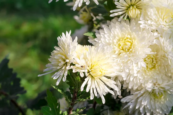 Chrysanthèmes blancs — Photo