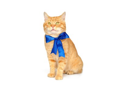 izole kırmızı kedi