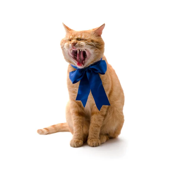 Cat yawns — Stock Photo, Image