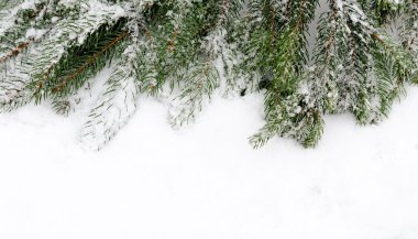 kar köknar ağacı dalı