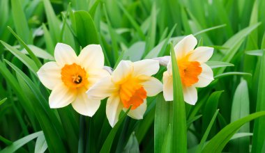 Sarı ve beyaz narcissuses bir Bahçe