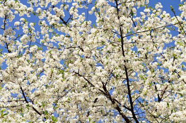 Çiçek açan Ağaç