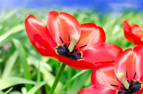 Rote Tulpen aus nächster Nähe im Garten — Stockfoto