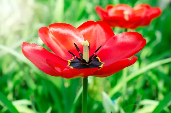 Tulpe im Garten aus nächster Nähe — Stockfoto